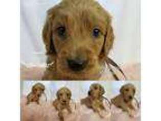 Goldendoodle Puppy for sale in Nowata, OK, USA