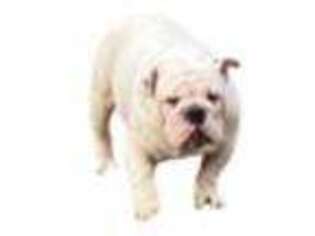 Bulldog Puppy for sale in Germantown, TN, USA