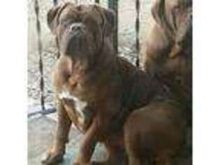 American Bull Dogue De Bordeaux Puppy for sale in Greenville, SC, USA