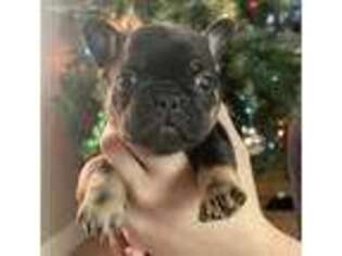 French Bulldog Puppy for sale in Auburn, IN, USA