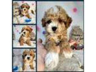 Goldendoodle Puppy for sale in Killdeer, ND, USA