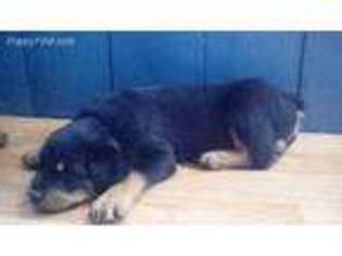 Rottweiler Puppy for sale in Nichols, NY, USA