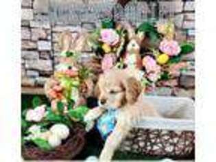 Cocker Spaniel Puppy for sale in Hollywood, FL, USA