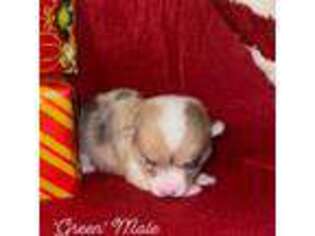 Cardigan Welsh Corgi Puppy for sale in Anderson, CA, USA