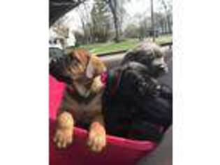 Cane Corso Puppy for sale in Redford, MI, USA