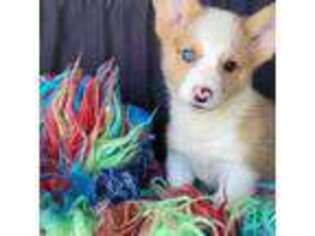 Pembroke Welsh Corgi Puppy for sale in Bradenton, FL, USA