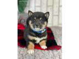 Shiba Inu Puppy for sale in Muskegon, MI, USA