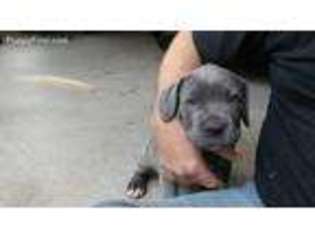 Cane Corso Puppy for sale in Blairsville, GA, USA