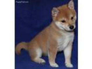 Shiba Inu Puppy for sale in Trego, WI, USA