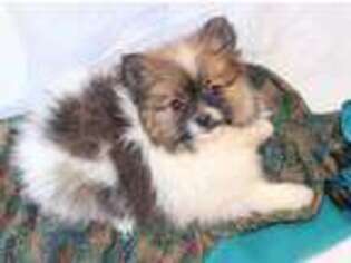 Pomeranian Puppy for sale in Howard City, MI, USA