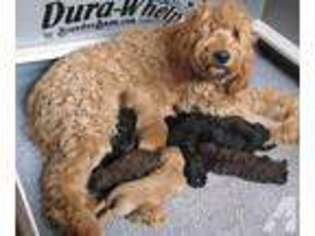 Goldendoodle Puppy for sale in VASHON, WA, USA