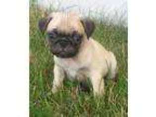 Pug Puppy for sale in Moses Lake, WA, USA