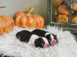 Boston Terrier Puppy for sale in Canton, TX, USA