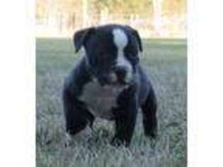 Alapaha Blue Blood Bulldog Puppy for sale in Jesup, GA, USA