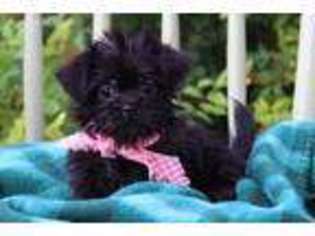 Shorkie Tzu Puppy for sale in Eden Valley, MN, USA
