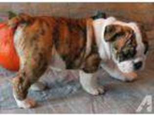 Bulldog Puppy for sale in COWETA, OK, USA