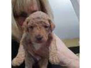 Goldendoodle Puppy for sale in Elizabethtown, PA, USA