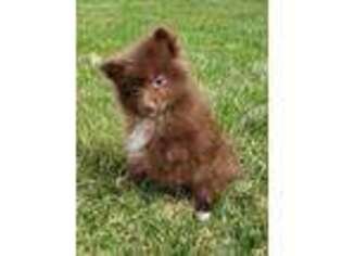 Pomeranian Puppy for sale in South Elgin, IL, USA