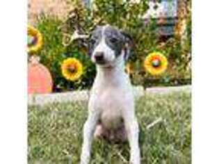 Italian Greyhound Puppy for sale in Bedford, TX, USA