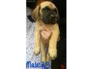 Mastiff Puppy for sale in Leonard, TX, USA