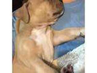 American Staffordshire Terrier Puppy for sale in Houston, TX, USA
