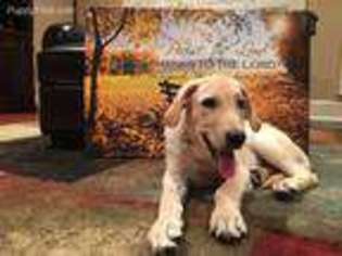Labrador Retriever Puppy for sale in Boerne, TX, USA