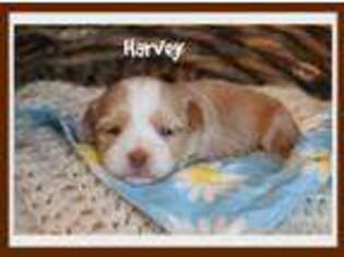 Havanese Puppy for sale in Conway, AR, USA