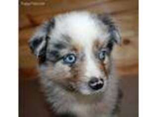 Miniature Australian Shepherd Puppy for sale in Emory, TX, USA