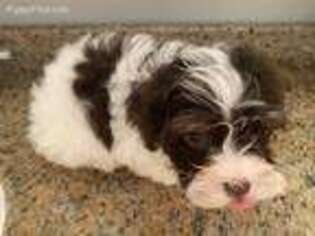 Havanese Puppy for sale in Clermont, FL, USA