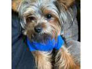 Yorkshire Terrier Puppy for sale in Hagerstown, MD, USA