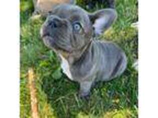 French Bulldog Puppy for sale in Brookfield, MO, USA