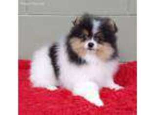 Pomeranian Puppy for sale in San Luis Obispo, CA, USA