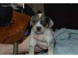 Australian Cattle Dog Puppy for sale in Chadron, NE, USA