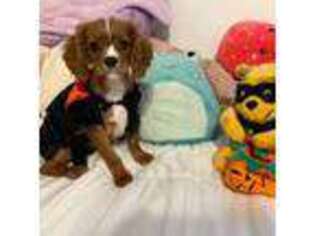 Cavalier King Charles Spaniel Puppy for sale in Miami Beach, FL, USA