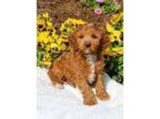 Cavapoo Puppy for sale in Newmanstown, PA, USA