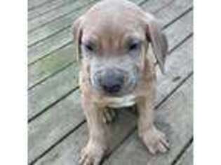 Cane Corso Puppy for sale in Deer Park, NY, USA