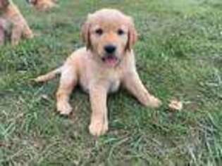 Golden Retriever Puppy for sale in Remsen, IA, USA