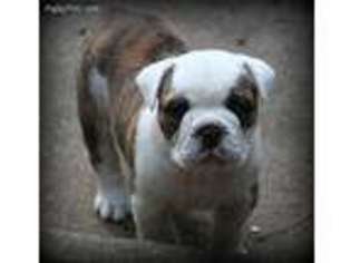 Bulldog Puppy for sale in Debary, FL, USA