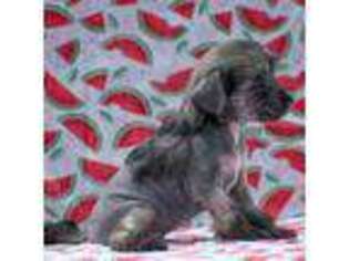 Chinese Crested Puppy for sale in Milton, FL, USA