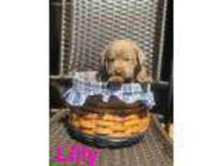 Labrador Retriever Puppy for sale in Hustonville, KY, USA
