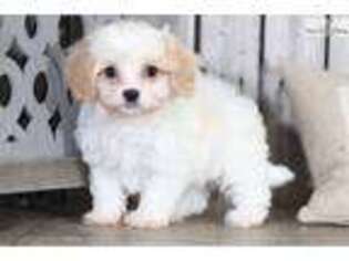 Cavachon Puppy for sale in Columbus, OH, USA