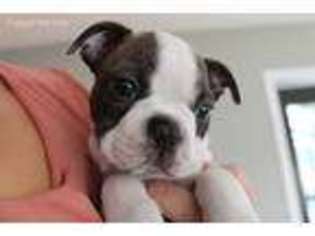 Boston Terrier Puppy for sale in Port Orange, FL, USA