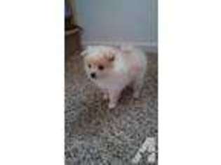 Pomeranian Puppy for sale in LYNNWOOD, WA, USA