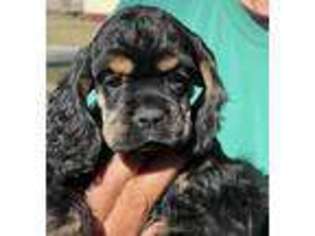 Cocker Spaniel Puppy for sale in Ashland, KY, USA