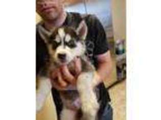 Siberian Husky Puppy for sale in Caney, KS, USA