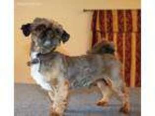Mutt Puppy for sale in Wolf Creek, OR, USA