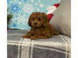 Cavapoo Puppy for sale in Dalton, OH, USA