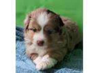Miniature Australian Shepherd Puppy for sale in Chappell Hill, TX, USA
