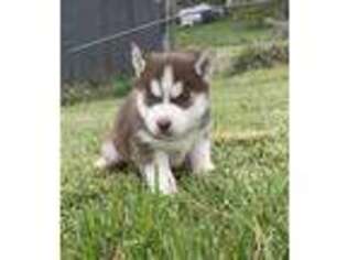 Siberian Husky Puppy for sale in New Cumberland, WV, USA