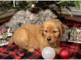 Golden Retriever Puppy for sale in Austin, TX, USA